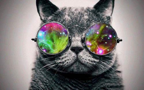 Gato